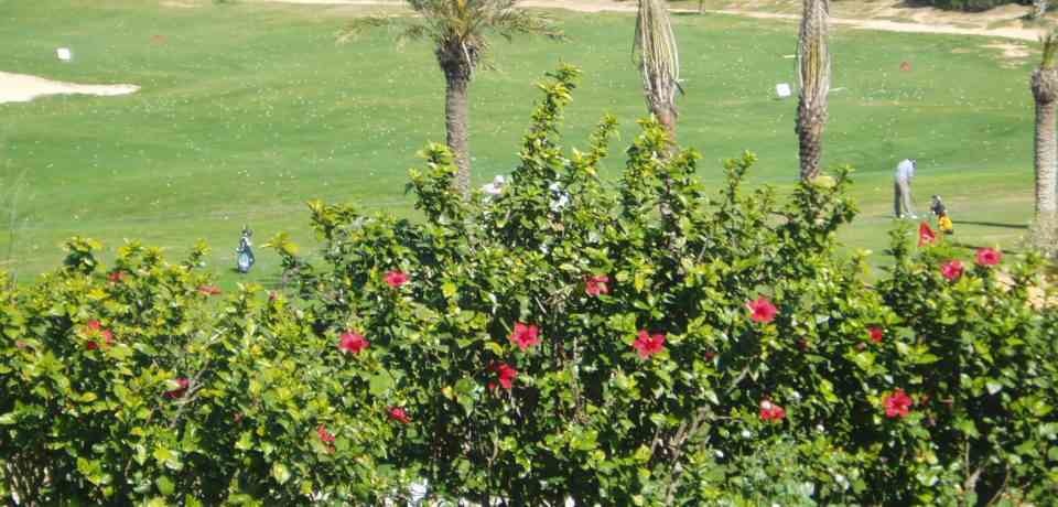 Réservation des cours et Leçons Golf au parcours les Oliviers du Golf Citrus Hammamet Tunisie